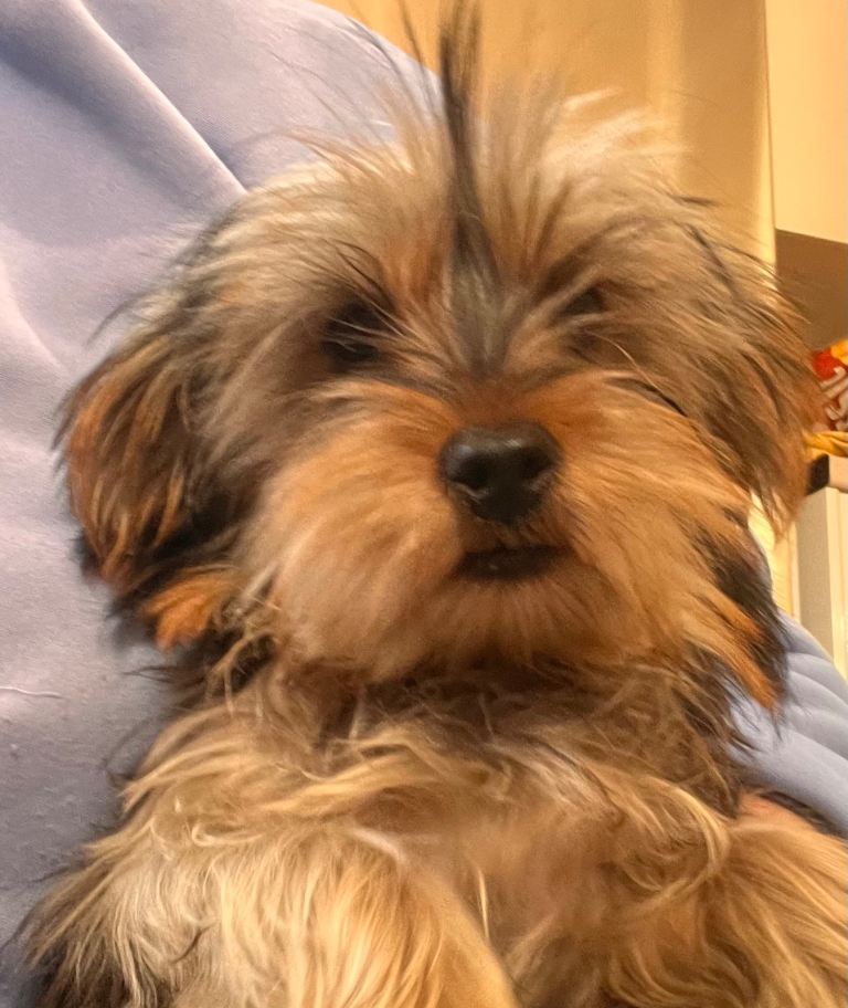 Yorkshire terrier boy