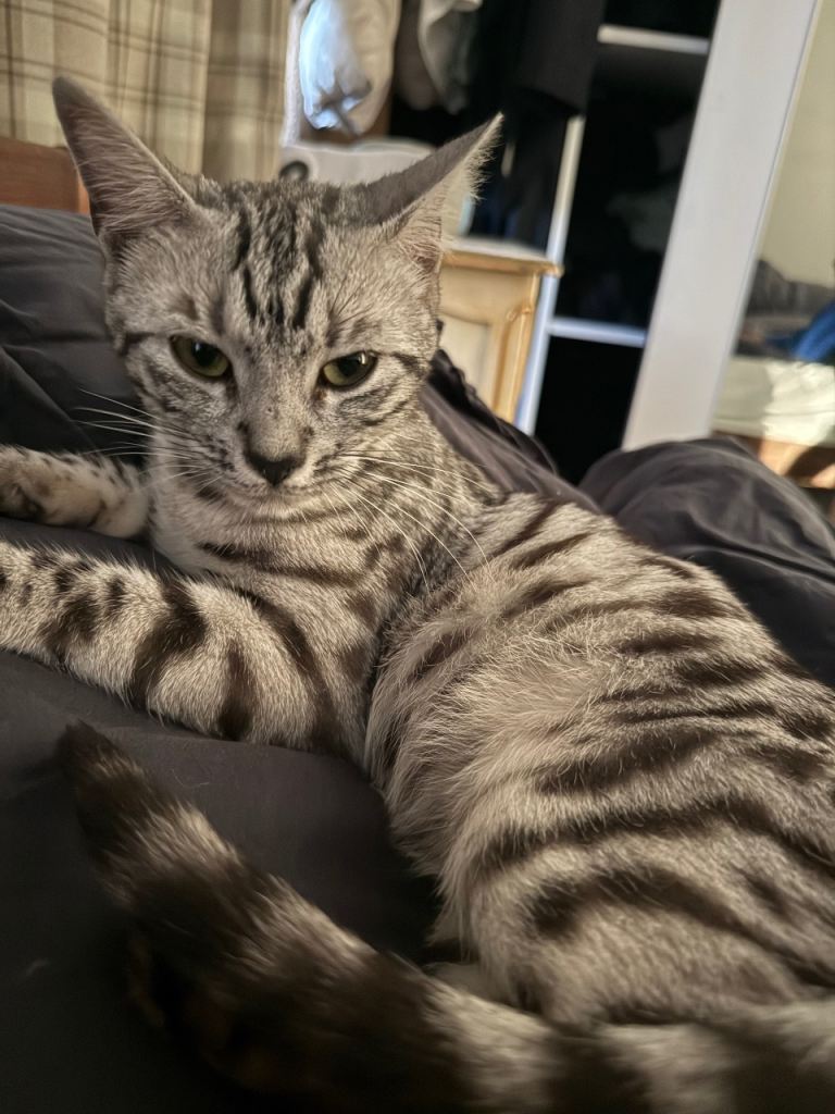 Bengal cat for sale 