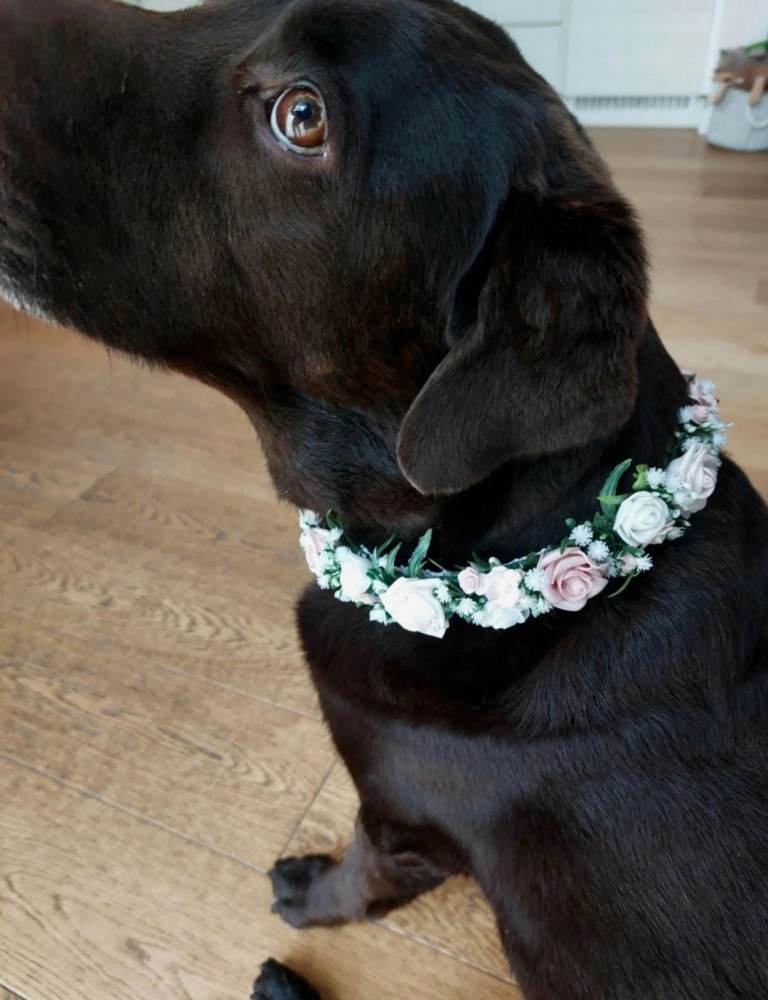Lovely Floral Dog Collar for Weddings, Christenings, special occasions 