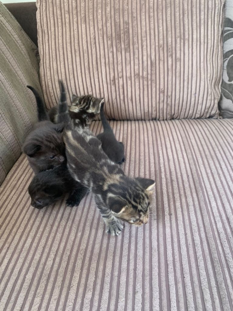 4 kittens for sale 