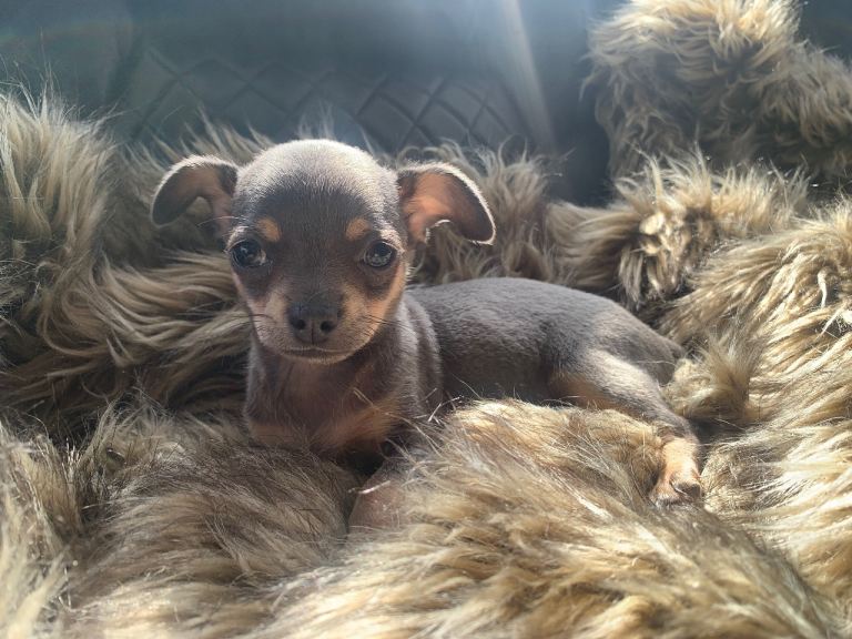 litter of Chihuahua boy puppies left ready to leave now 