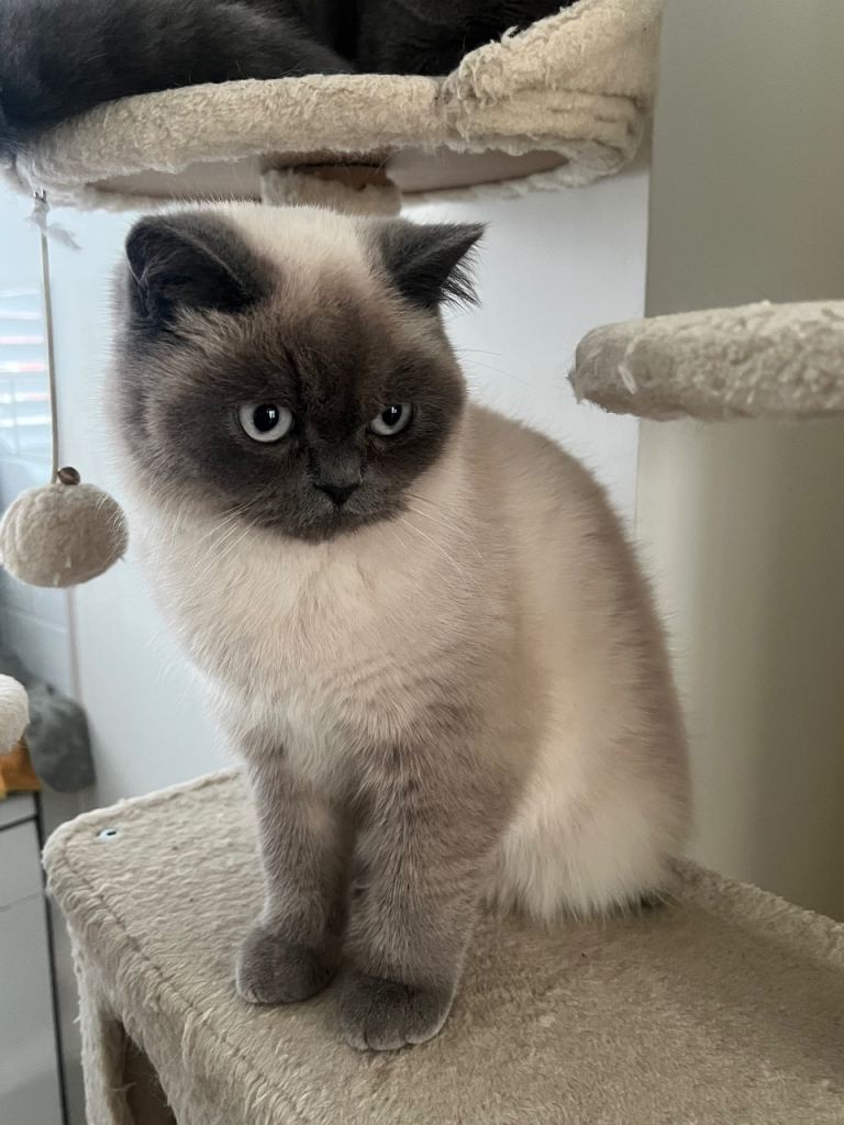 male british shorthair 