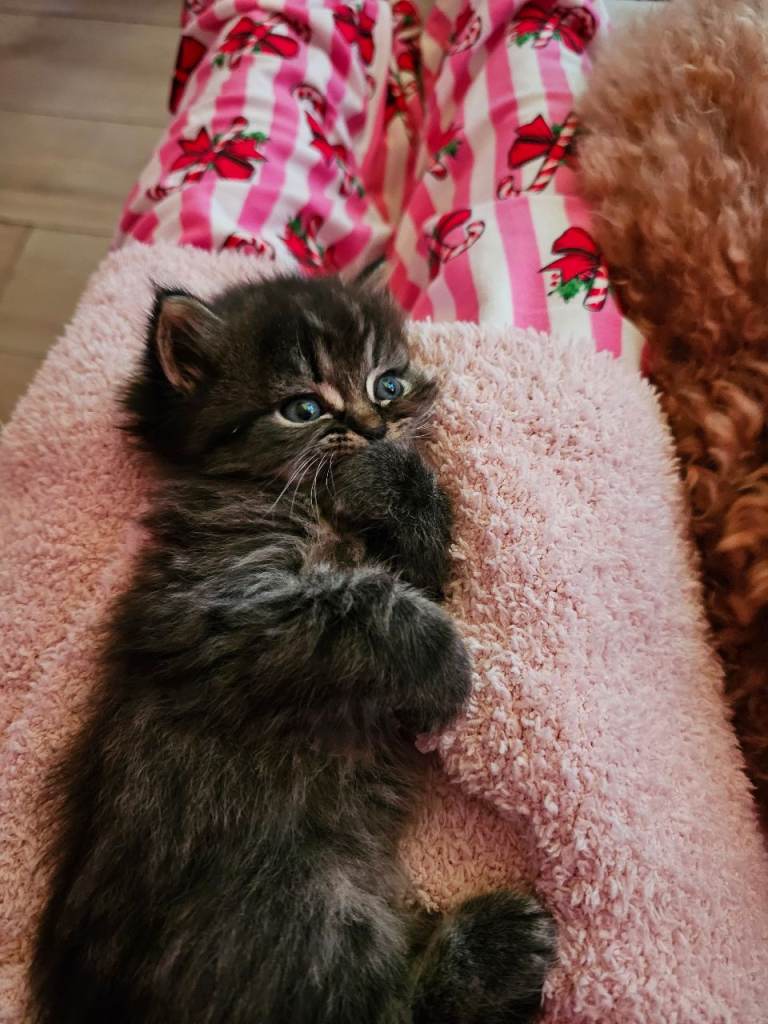 Pretty Persian cross kittens