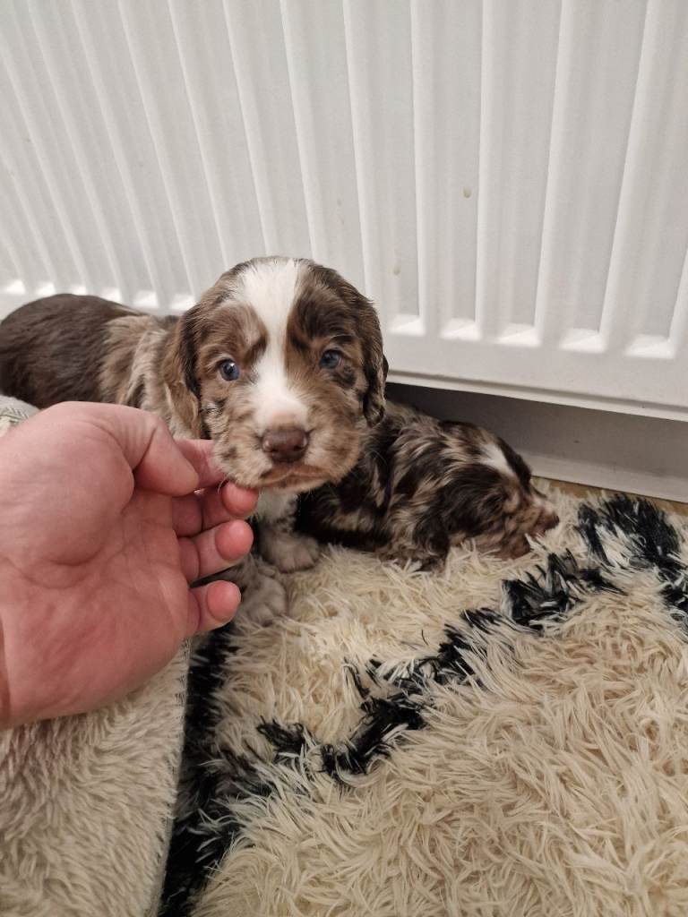 Stunning cocker spaniels 