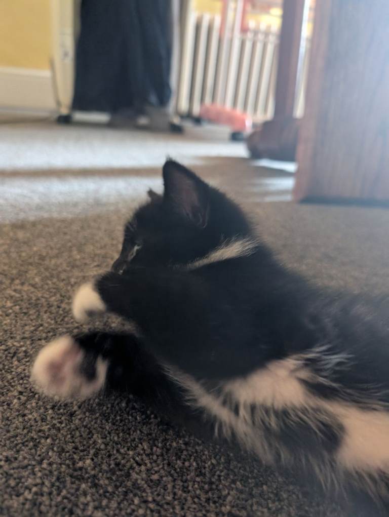 Black & White Kitten For Sale 