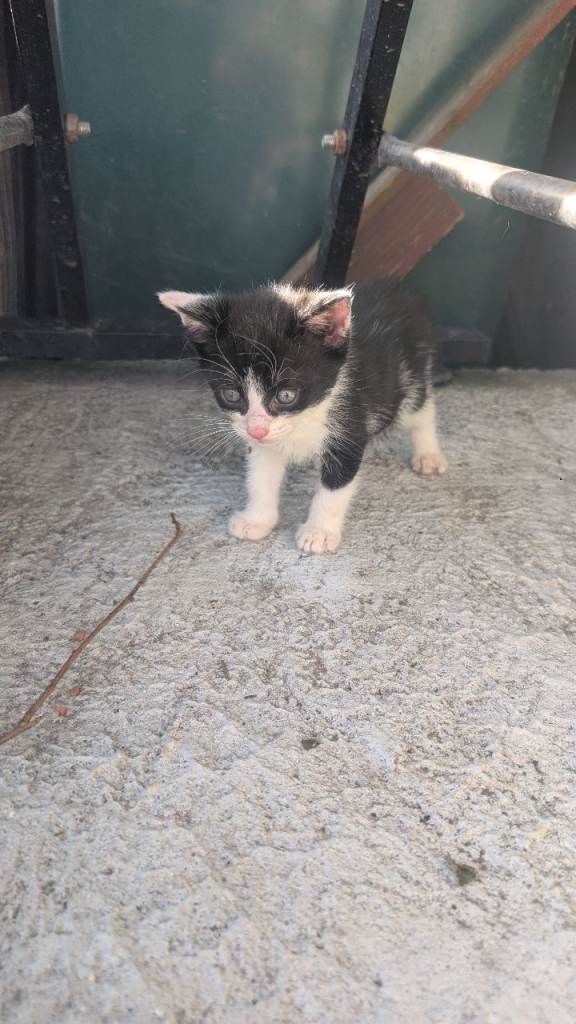 Kittens 
