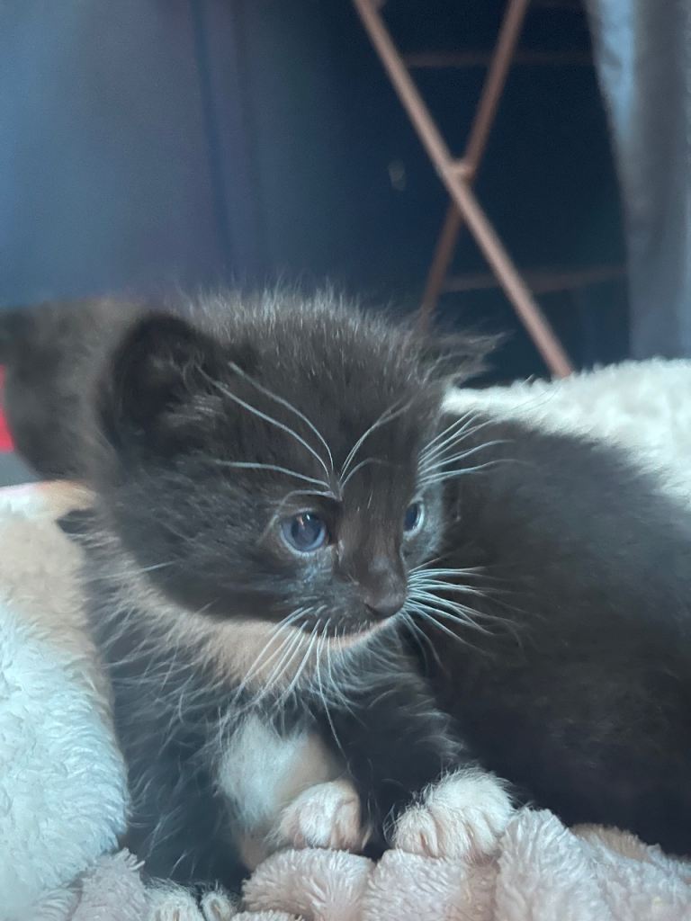Kittens for sale