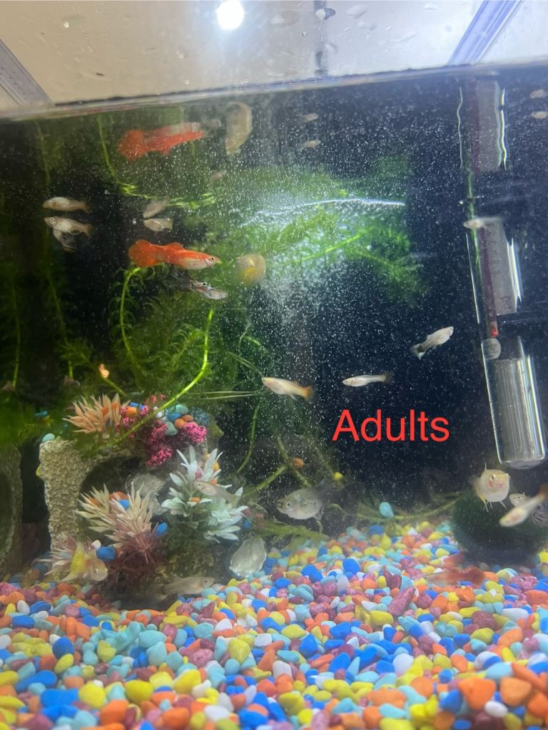 Guppy fishes for sale 