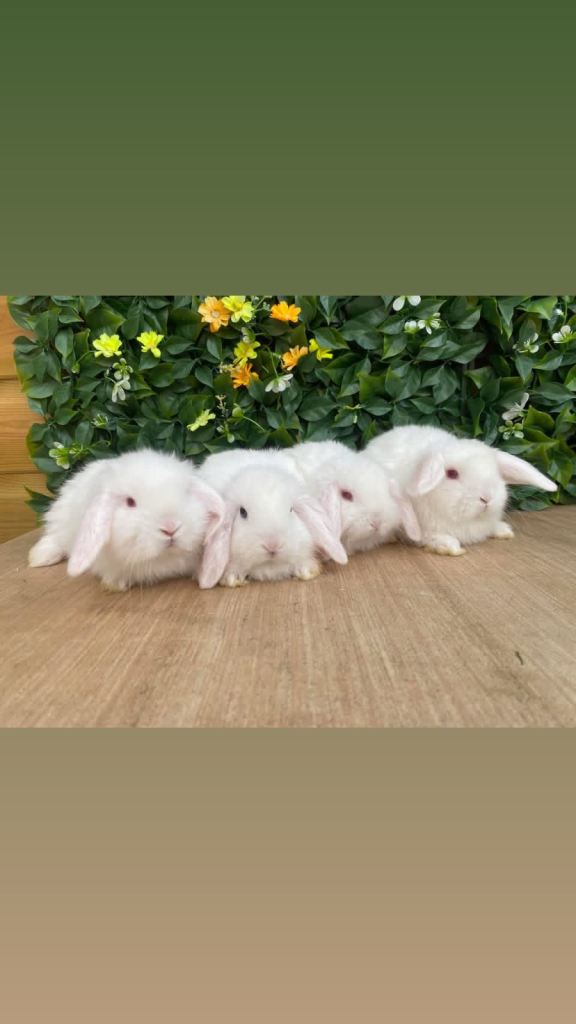 Mini lops bucks and does ready to reserve 