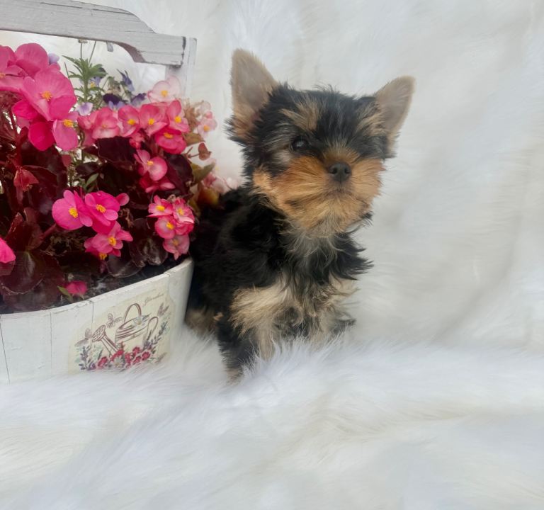 Yorkshire Terrier Puppies*1 left*