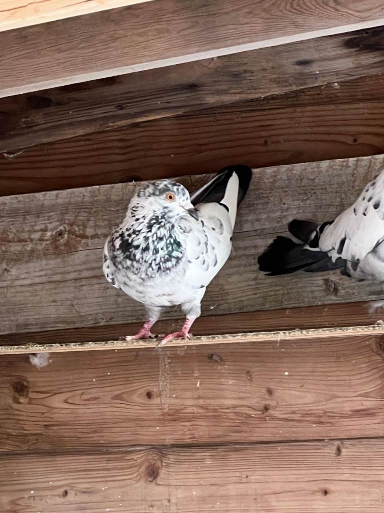 Highflyer pigeons