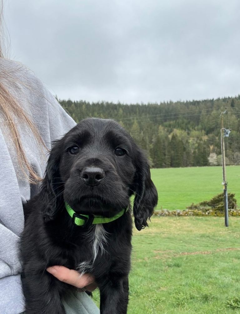 KC Registered Cocker Spaniel pups 