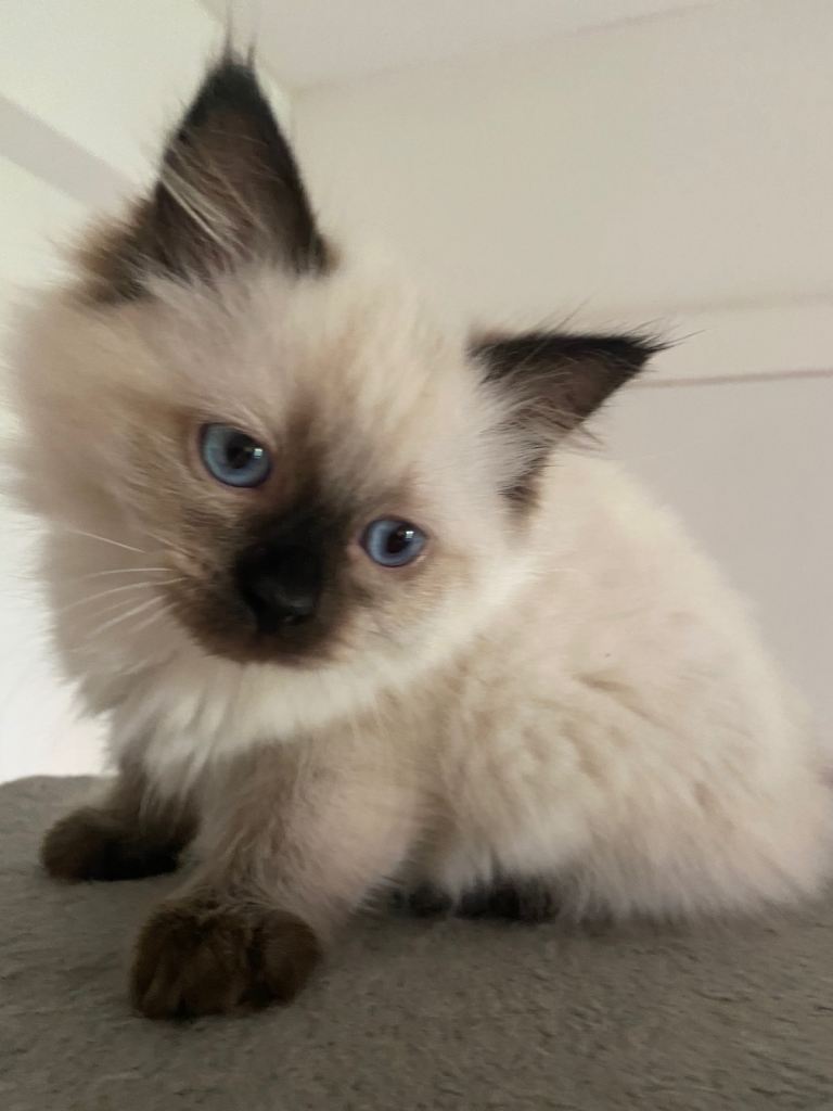 Beautiful Ragdoll Kittens Looking for Forever Homes