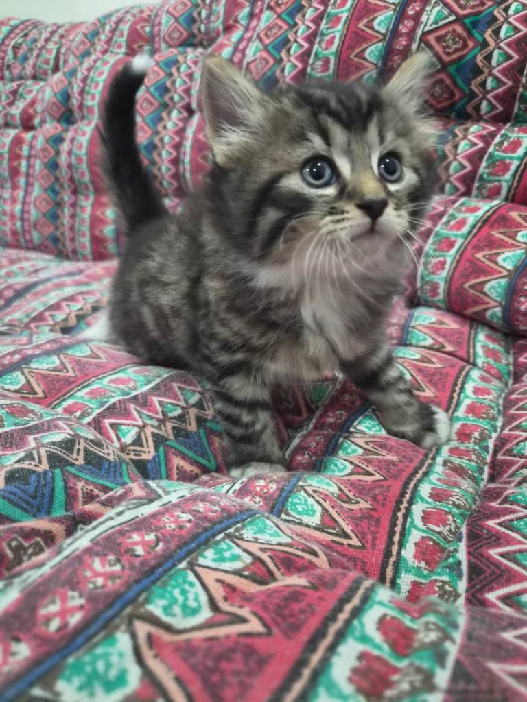 Beautiful kitttteennss!!😍