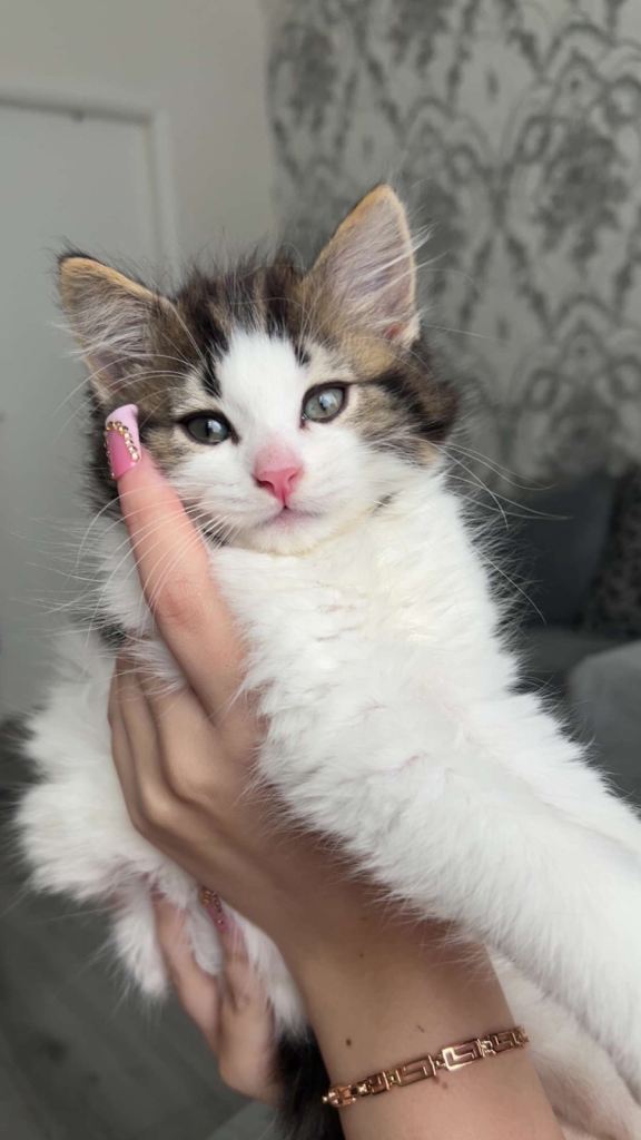 2 beautiful male british cross kittens