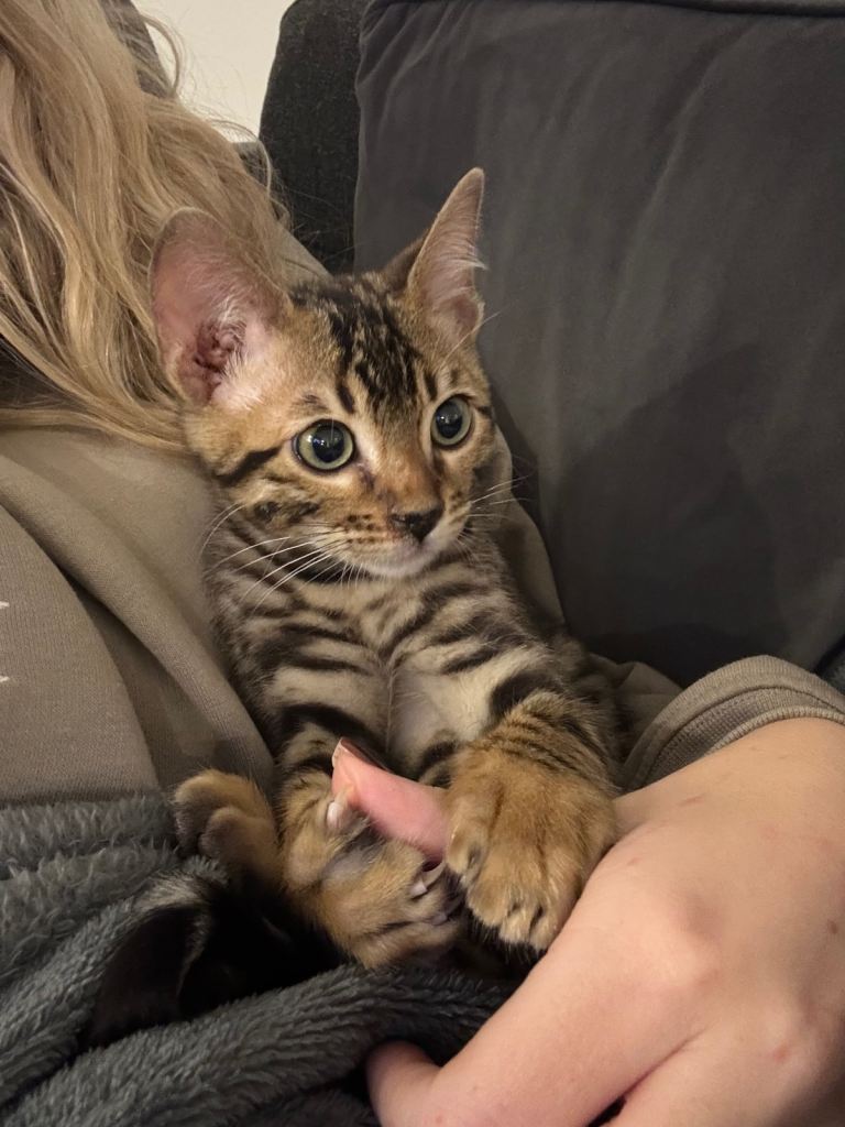 Bengal Kitten