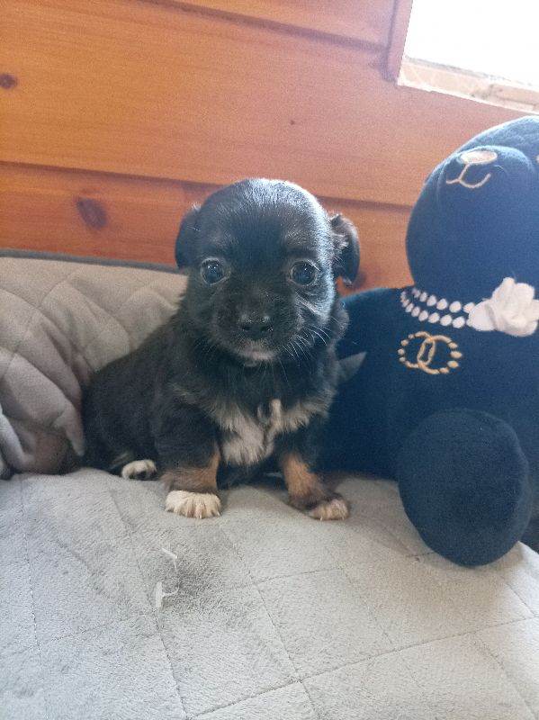 Jack Russell x Chihuahua puppys 1 left
