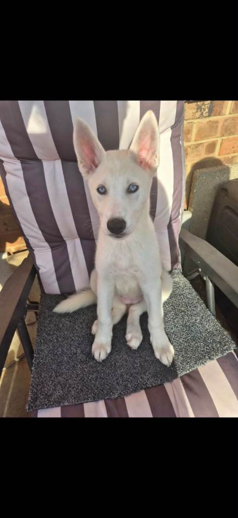 American Akita x Siberian husky