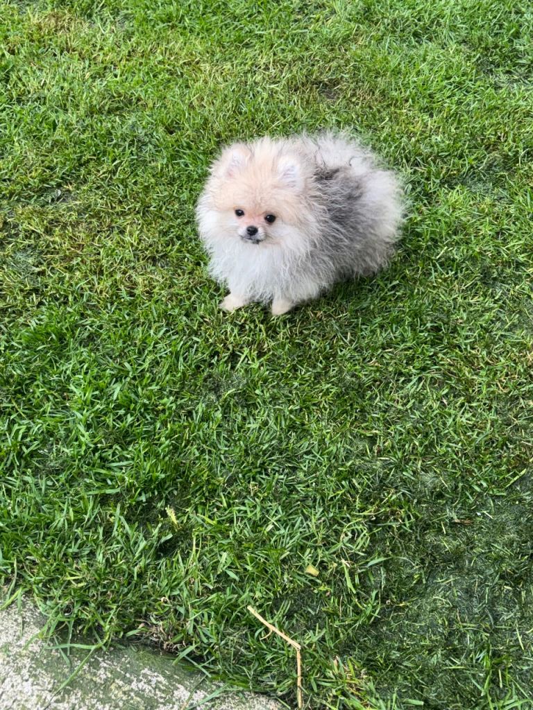 Beautiful Pomeranians 
