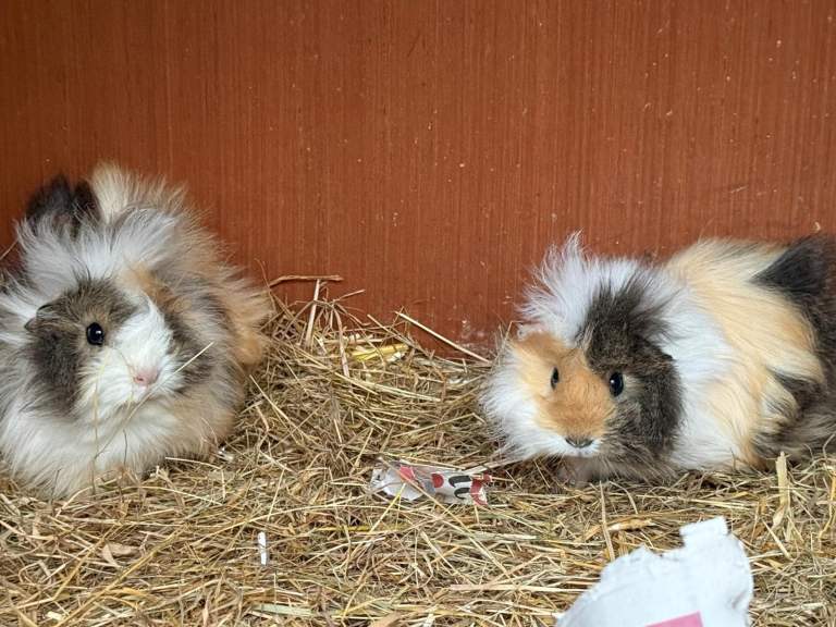 Baby guinea pigs