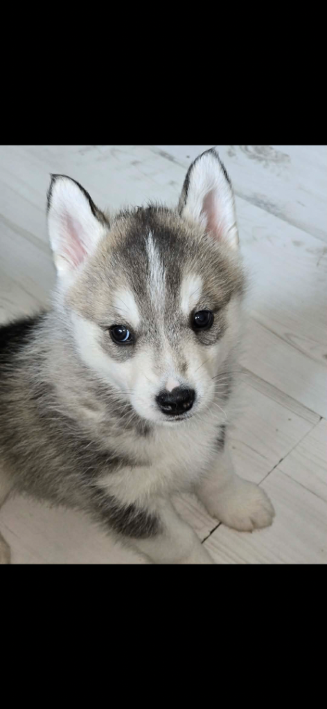 Husky pups for sale  *1 GIRL LEFT 
