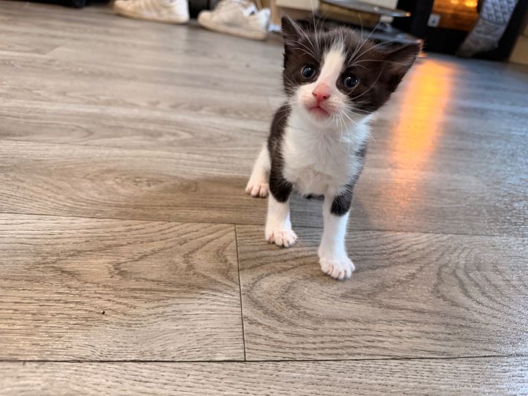 Kittens