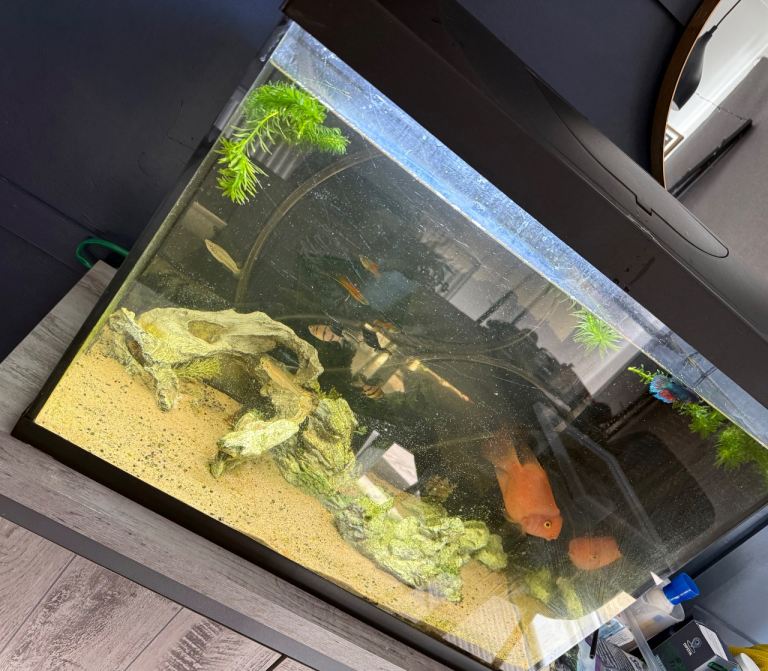 Fish tank, tropical fish and accessories 