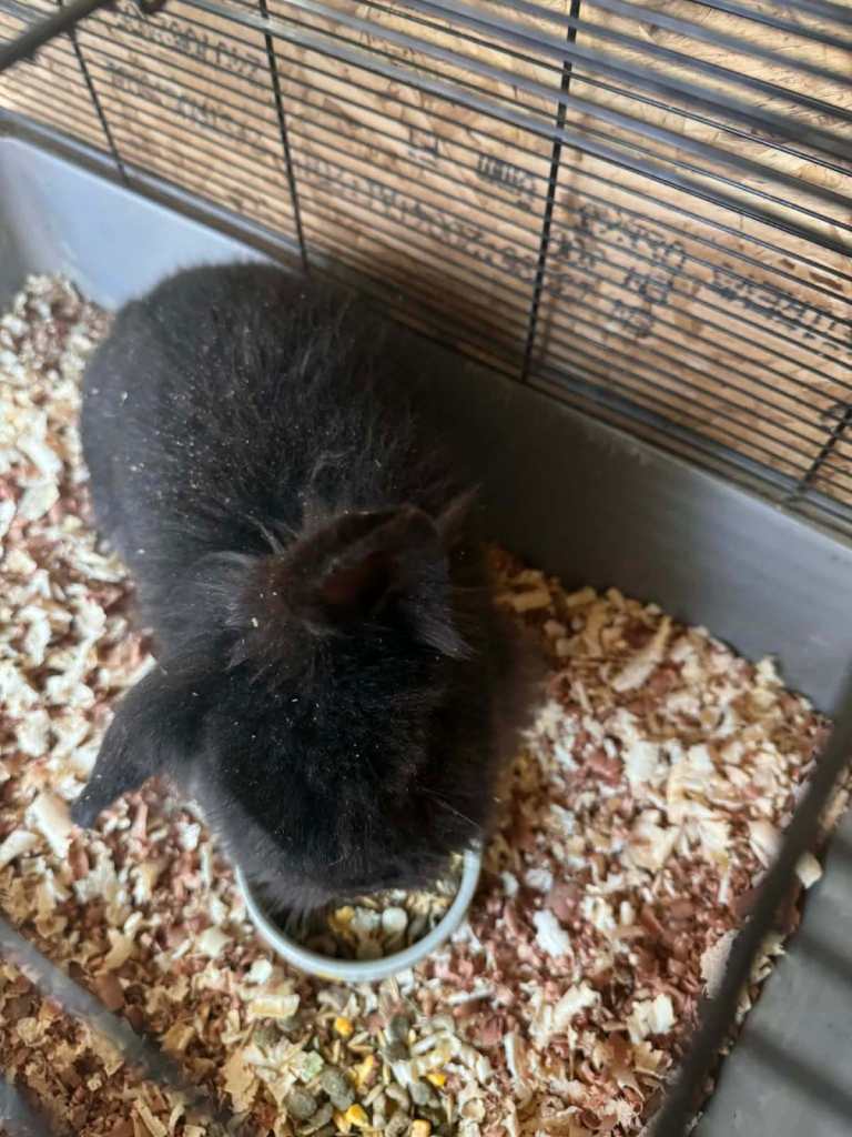 rabbits for sale pick up sleaford