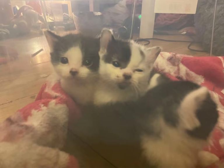 Kittens