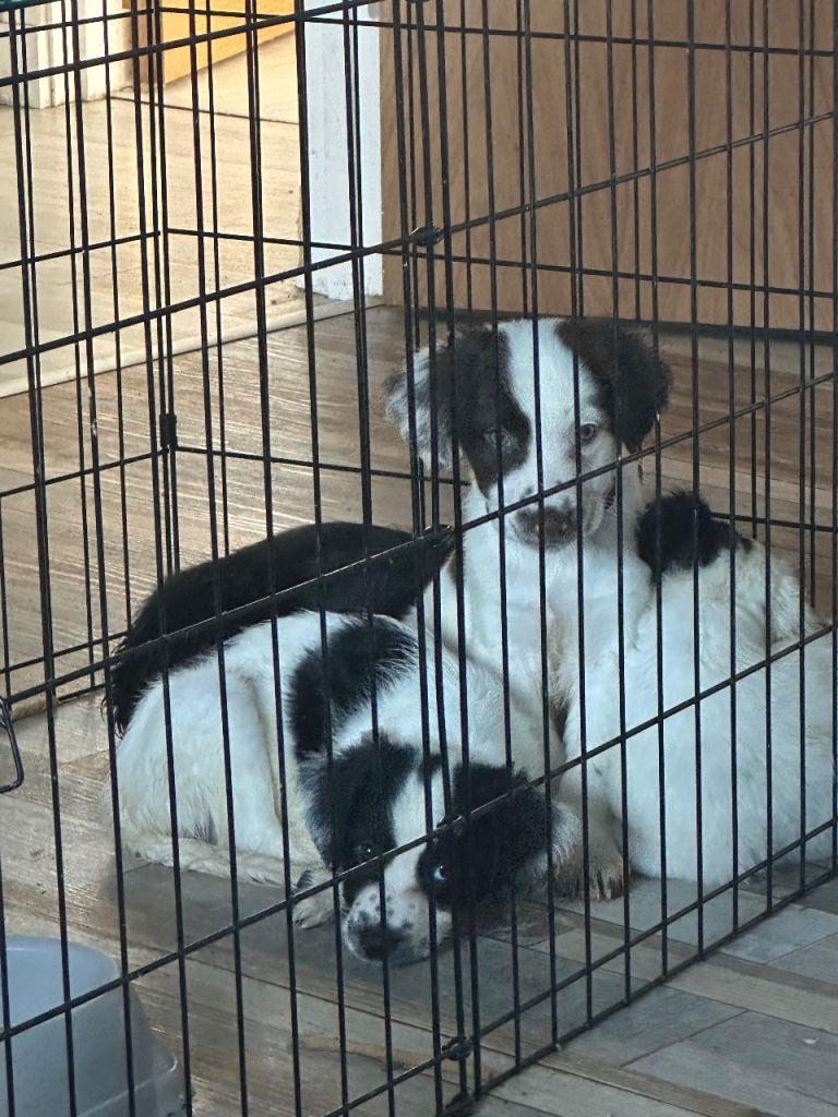 4 sprollie puppies 
