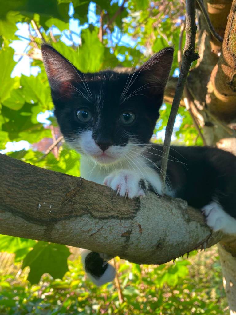 Black and white female kittens for sale