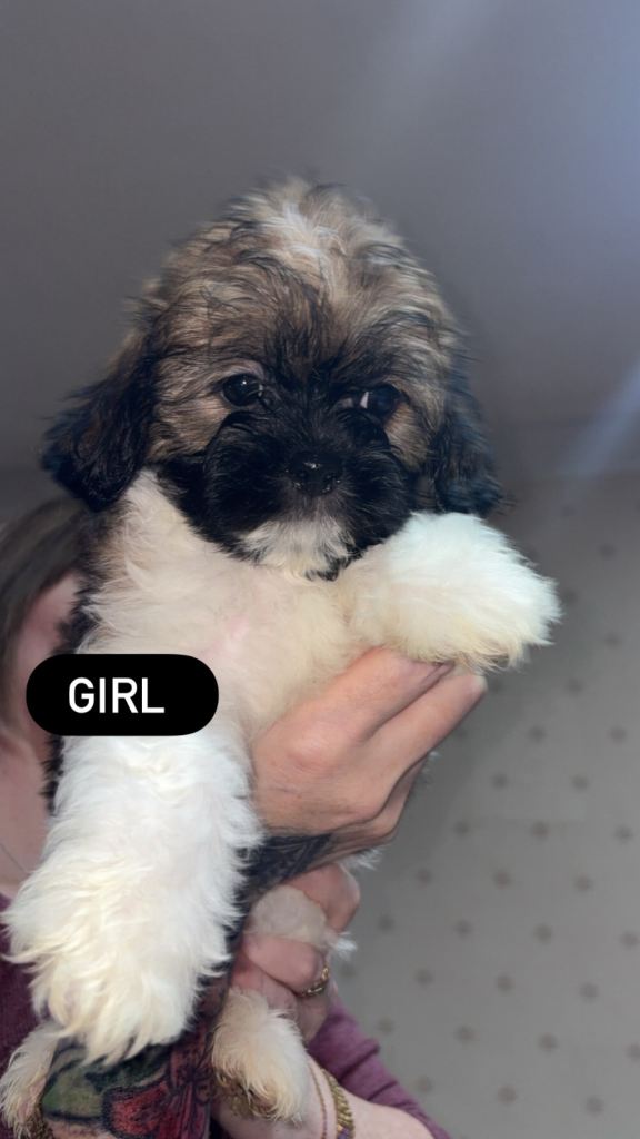  Shih Tzu x bichon Puppies 