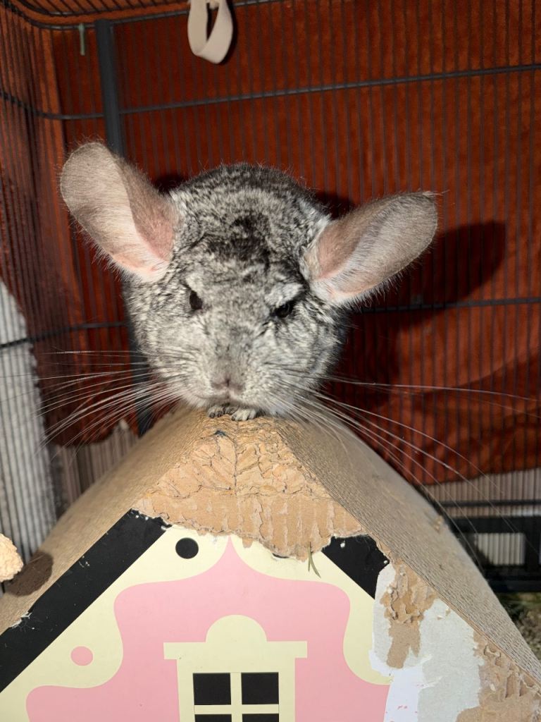Chinchilla 