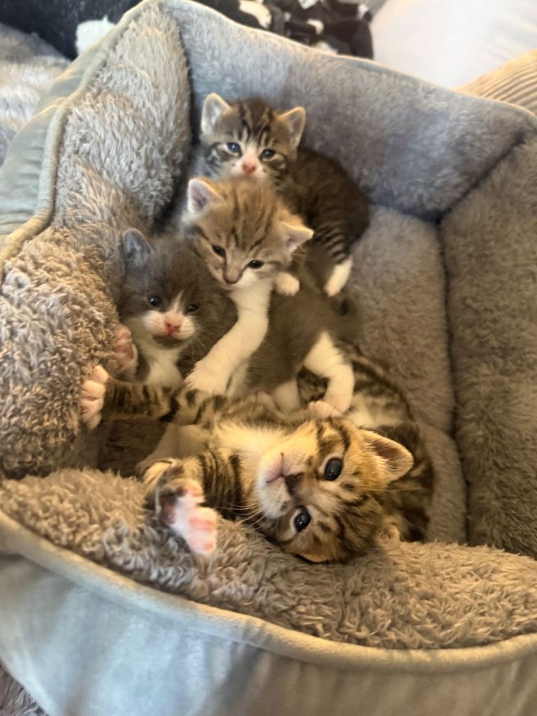 Bsh cross kitten