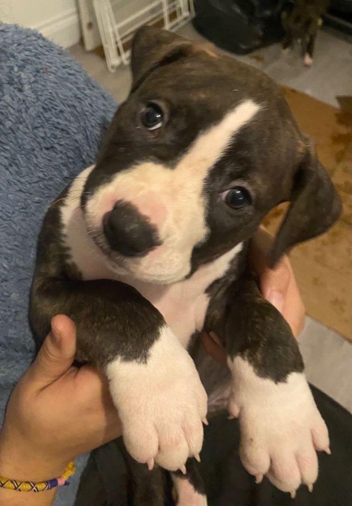 Beautiful Scott American Bulldog x Staffy