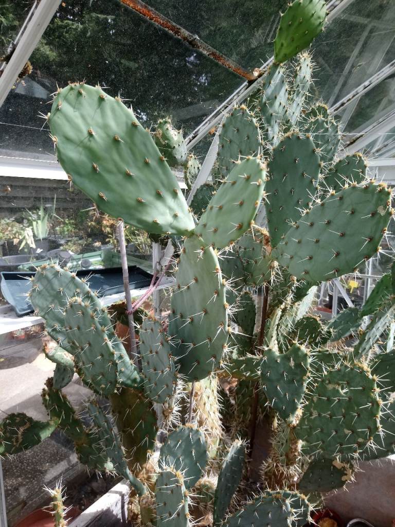 Prickly Pear Cactus/Opuntia Plant Pads for free. Tortoise food.