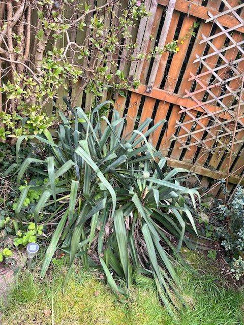 New Zealand Flax available for free