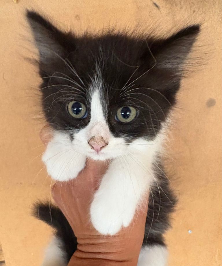Ragdoll X cross kittens available now