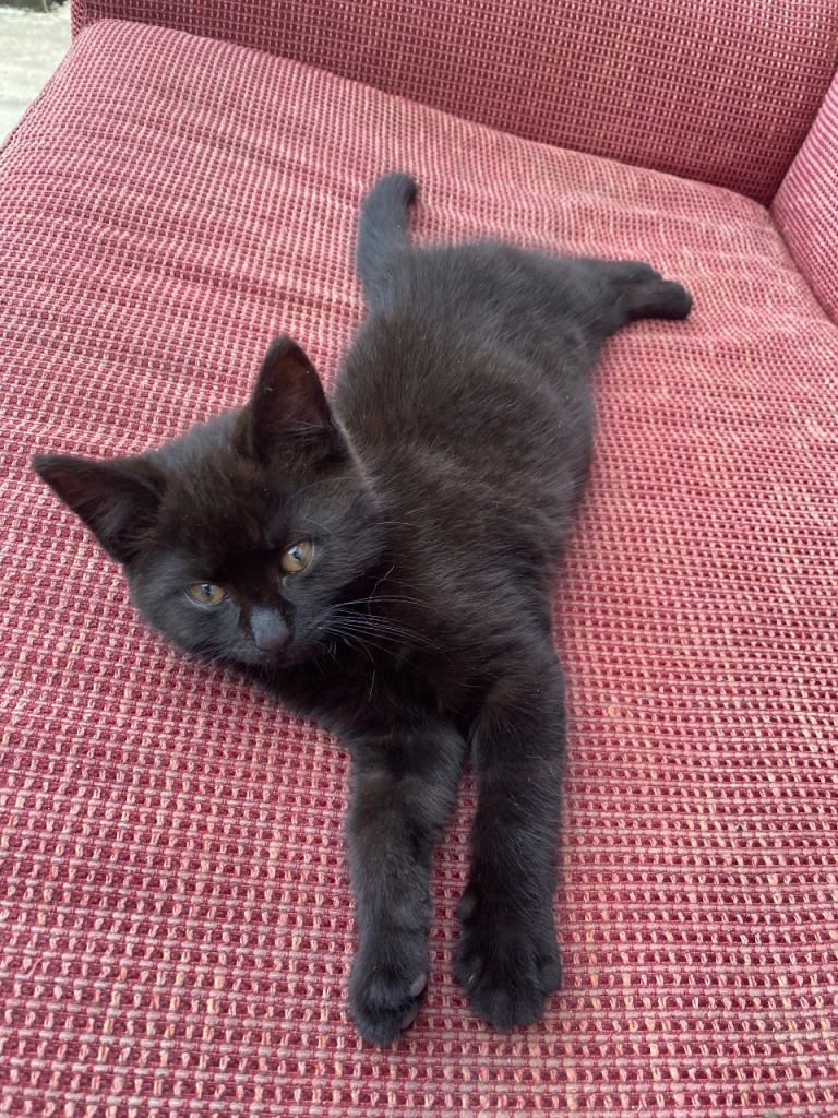 Pure Black Turkish Angora Female 