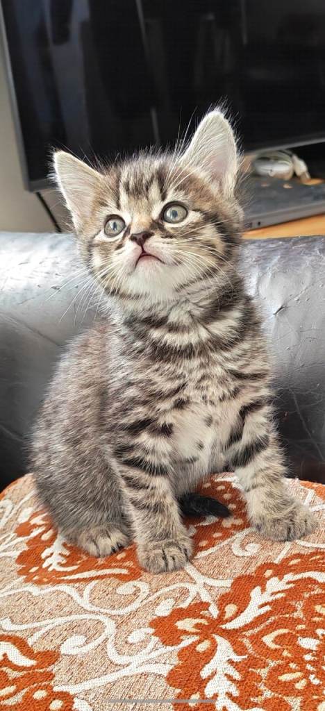 Gorgeous kittens 2 boys 2 girls