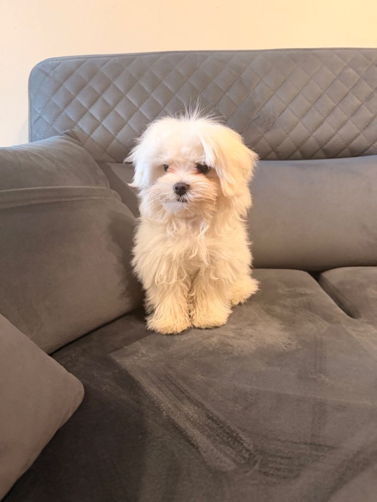 Maltese puppy for sale