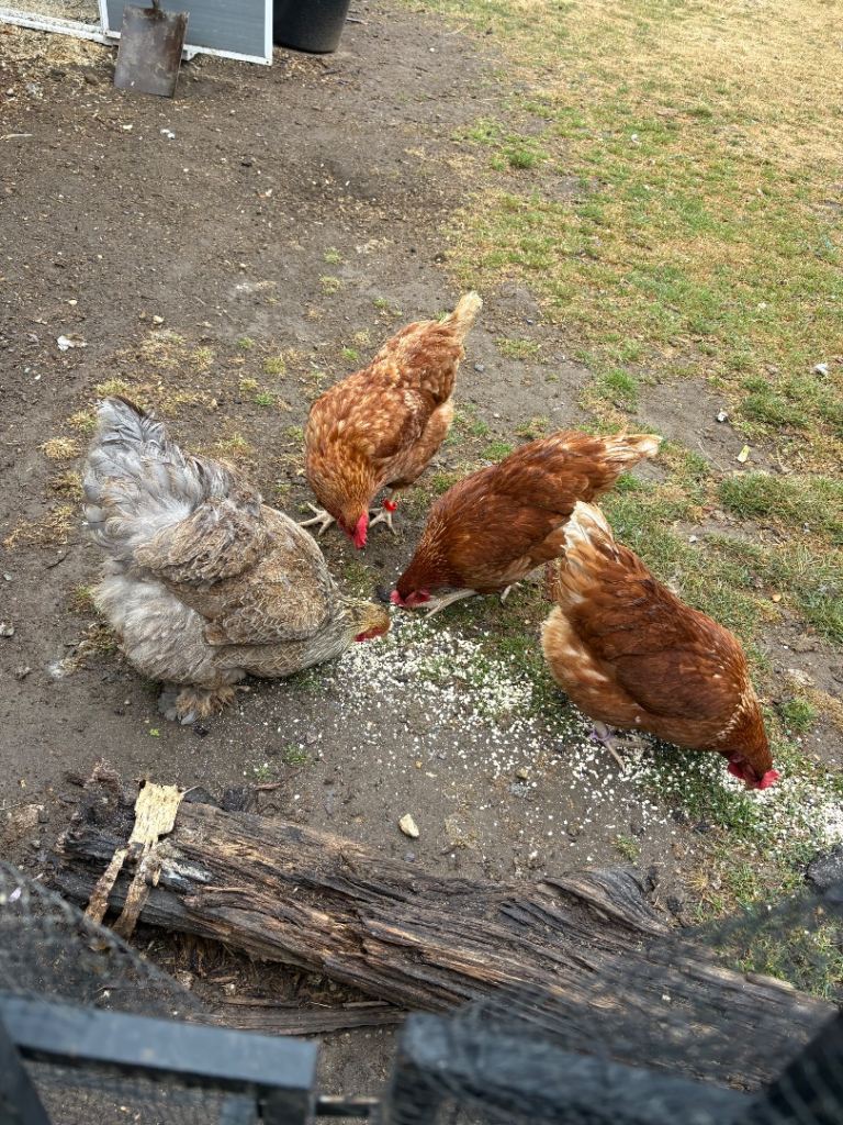 Four lovely hens looking for a new home