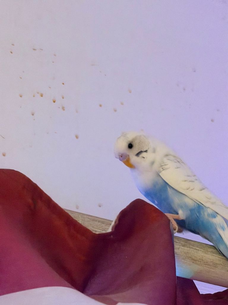 White and light blue Budgie with cage