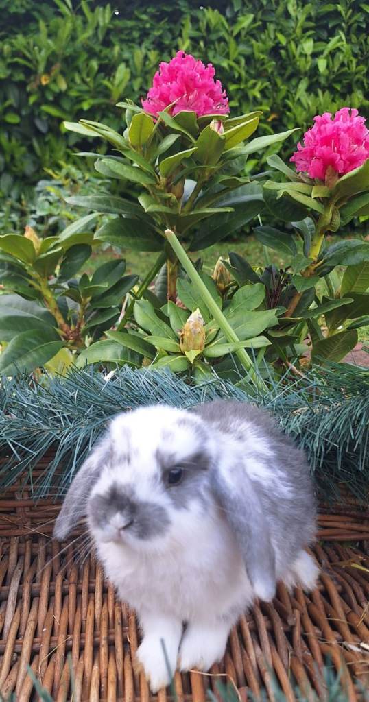 Dwarf Lop Pet Rabbits