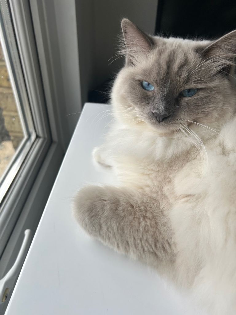 *Currently Unavailable* Male Ragdoll Cat