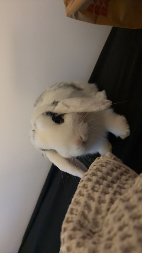 Rabbits 