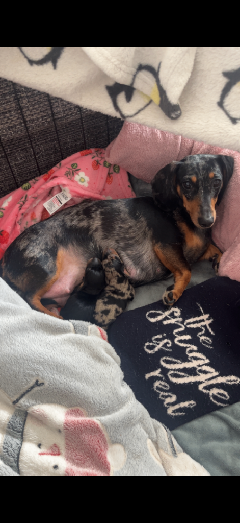 2 miniature dachshunds for sale (smooth haired)