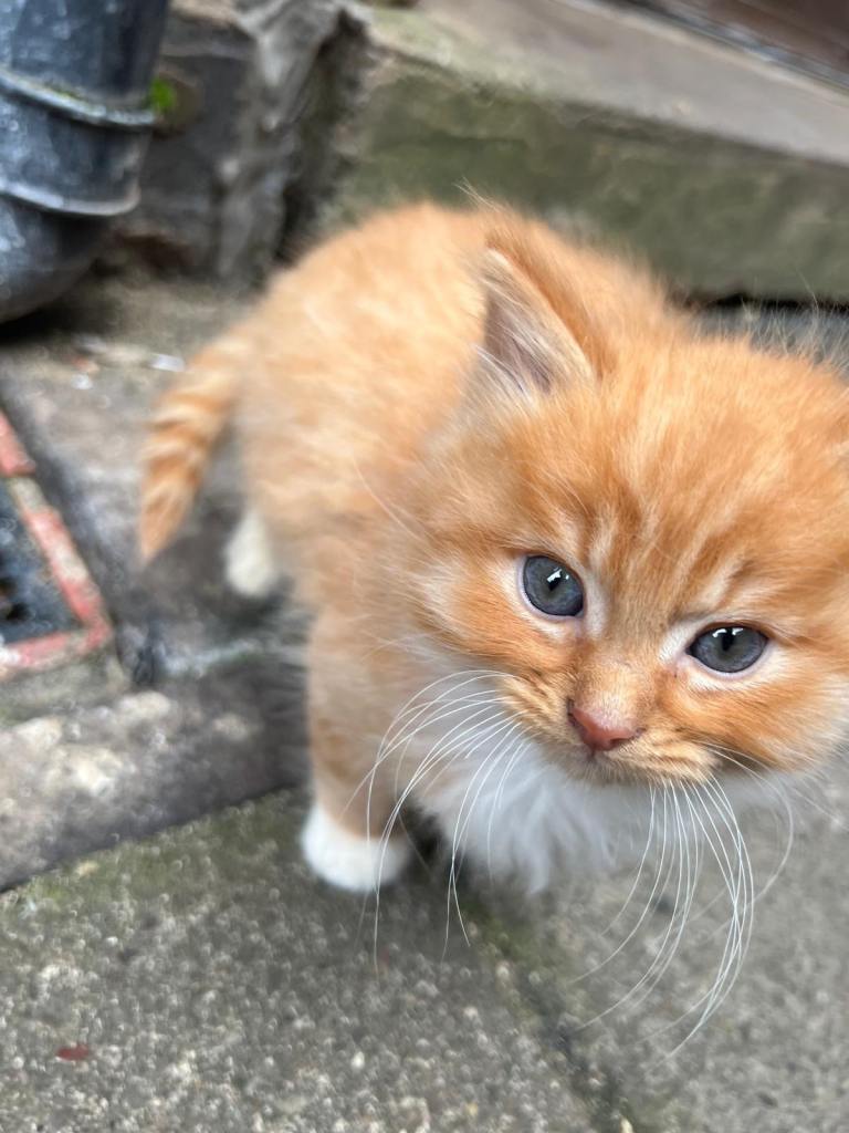 Ginger friendly kitten ready to leave now
