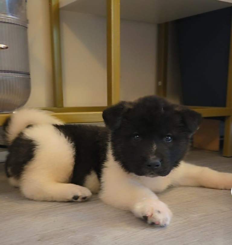 Akita puppy 