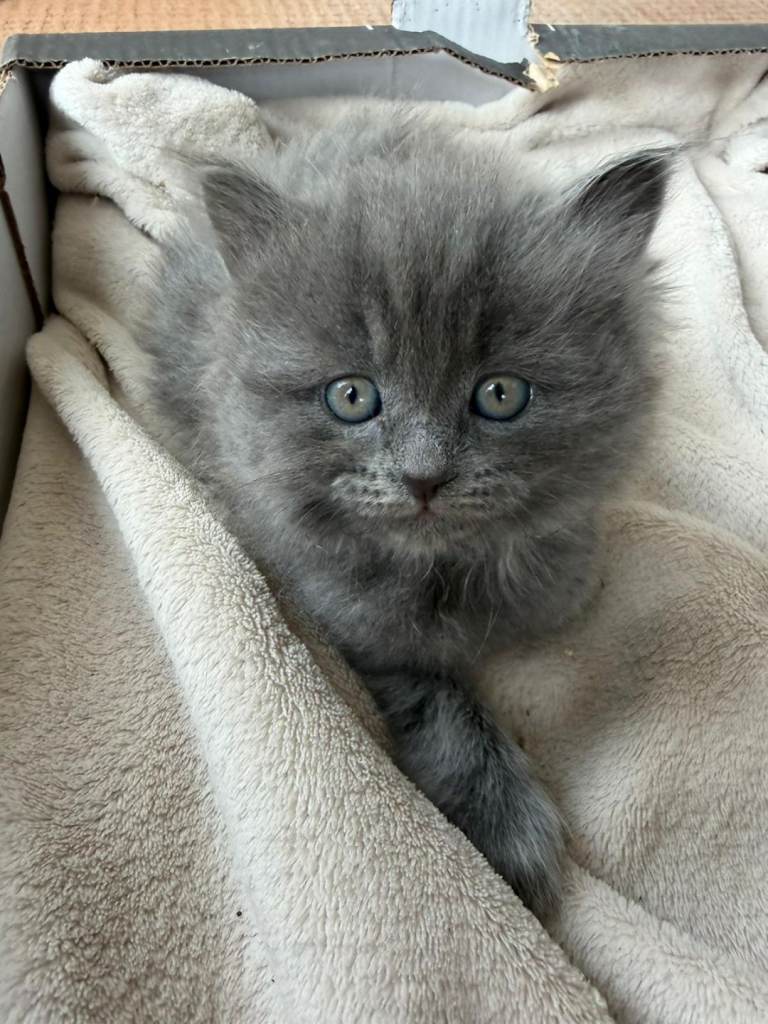Two grey kittens-BSH mix, One fluffy one Short hair 